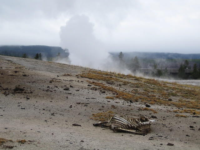 This elk strolled a bit to close to Old Faithful
