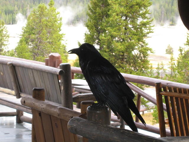 a huge raven