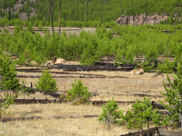 Elk in the field