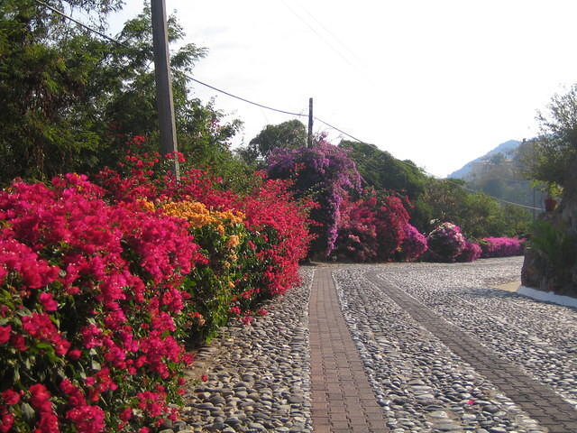 Beautiful bougainvillea