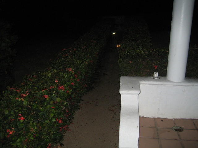 Here come the raccoons