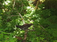 Mama Grouse