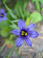 Blue-eyed grass