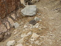 Rattlesnake on side of trail