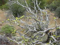 150-5033_IMG.JPG
