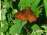 IMG_2645.JPG