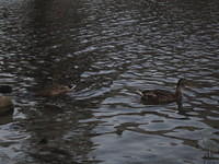 IMG_2823.JPG