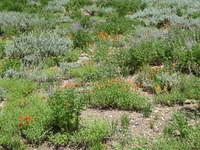 IMG_2833.JPG
