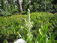 Corn Lily
