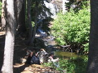 Reading in the woods