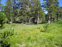 Meadow next to our campsite