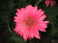 IMG_2976.JPG