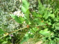 IMG_5433.JPG
