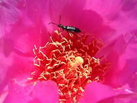 IMG_5984.jpg