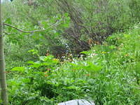 IMG_1553.jpg