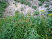 IMG_6189.jpg