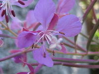 IMG_2854.jpg