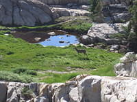 As we watched the grouse, a deer walked into the meadow.