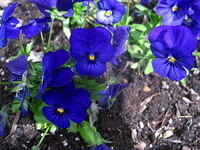 IMG_7357.JPG
