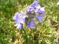 IMG_7469.JPG