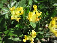 IMG 5741