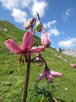IMG 6453