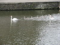 IMG 6594
