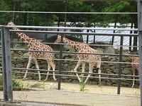 IMG 6717