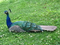 IMG 7652