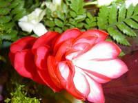 DSC01100.JPG