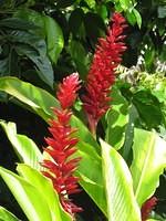 Red ginger