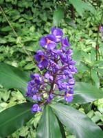 blue ginger