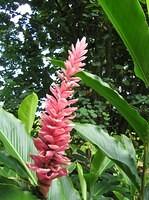 Pink ginger