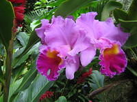 Orchids
