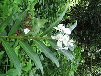 IMG_0455.jpg