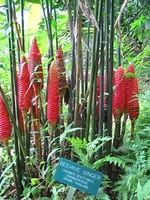 Beehive ginger