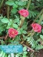 IMG_0460.jpg