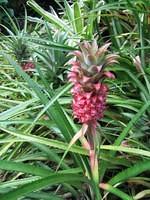 a baby pineapple