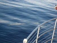 A large pod of dolphins followed our boat.