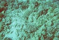 Eel