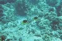 Raccoon butterfly fish