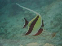Moorish Idol (one of my favorites)