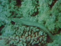 HI (343m).JPG