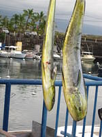 Fresh Mahi-Mahi taken off the boat