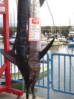 We watched two blue marlins be brought in a weighed while we ate our marlin tacos.