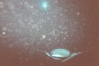 It looped and glided repeatedly eating the plankton.