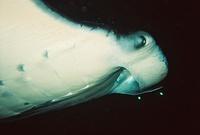 The manta ray was about 15 feet across and soar repeatedly right over my head.