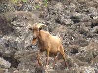 Wild Hawaiian goat