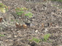 Bunches of goats!