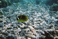 Raccoon butterflyfish